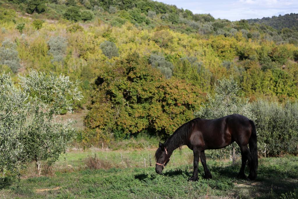 Tenuta Ponziani Wine Resort&Spa Alojamento de Turismo Rural *